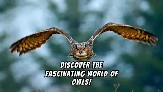 Amazing Owl Abilities That Will Blow Your Mind! #birds #shortsyoutube