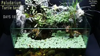 paludarium turtle tank with fish  (180 days update)
