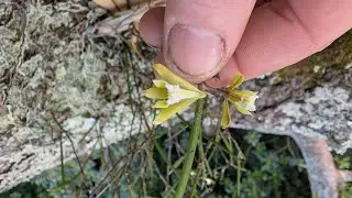 Straggly Pencil Orchid, Dendrobium bowmanii