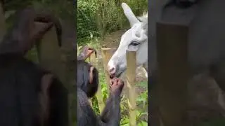 Chimpanzee offering a cherry to horse #shorts