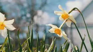 One hour of looking at the blooming daffodils in spring