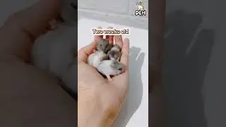 Weekly Growth Progress of a Dwarf Hamster #hamstershortvideo