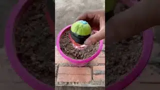 How to grow apple trees and guava plants in pot