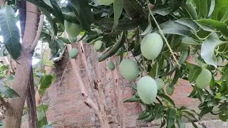 Bargi re ul jo santhalivlogs video/santhali mini vlog/mini vlog/santhali video/santhali song/santali