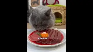 Cute Pet Recommender: Cat Growth Diary, Enchanted Kitten, Healing for Owners