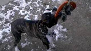Olde English bulldogge .. Hermes bloodline