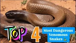 Топ-4 самых опасных ядовитых змей 🐍