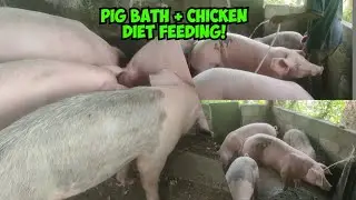 Pig Bathing Routine & High-Protein Feeding | Daily Pig Farm Care Tips for Beginners
