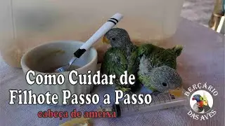 Comprou um Filhote e Não Sabe Cuidar? Como Cuidar de Filhote de Cabeça de Ameixa Passo a Passo