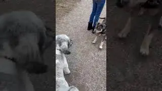 Brian The Party Poodle&rsquo;s First Day at The Dog Park