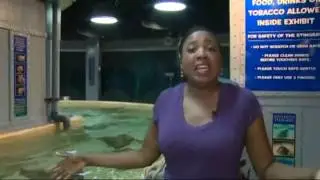 Feeding the stingrays at the Houston Aquarium