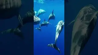 Dolphin Splash Song for Kids | Interactive Ocean Adventure