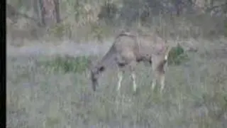 NK 1st May Kudu cow