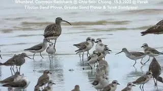 Whimbrel, Common Redshank, Tibetan Sand Plover, Greater Sand Plover & Terek Sandpiper @ ChiuSC D9386