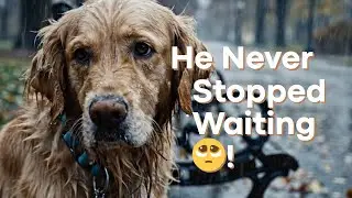 Heartwarming Moment Dog Waits in Rain for Owner! #animalrescue #dogrescue #goldenretriever 