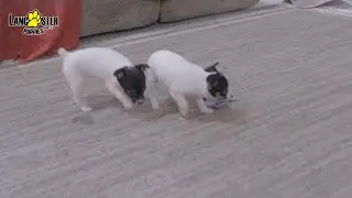 Toy Fox Terrier Puppies