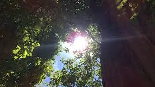 Lombardy poplar (Populus nigra 'Italica') - trunk & leaves in the sun - July 2018