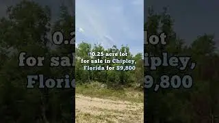 0.25 acres in North Florida for $9,800 #realestate #florida #miami #land #shorts #foryou #viral #fyp
