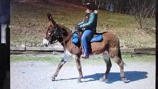 SOLD Riding Donkey