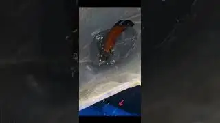 fire red oscar fish breeding,red oscar# oscar fish tank,red oscar fish tamil#red oscar fish feeding#