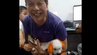 Chinese treat little dog as a baby