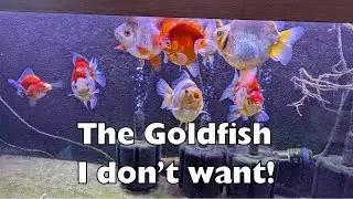My Ryukin Goldfish that I bred and now I don't want to breed from.