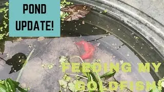 Feeding my goldfish! | Container Pond Update