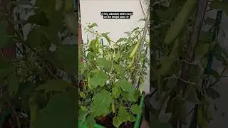 Nature's Magic 🍃🪺 #gardening #shorts #viral