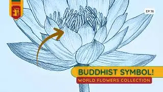 Drawing Sri Lanka's Blue Water Lily | National Flower of Purity (16)