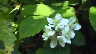 Bramble flowers - Br&oacute;mber  -  Berjaplanta  - Bl&oacute;mstrandi runni - Gar&eth;yrkja