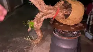 Bonsai 18/8 (đ&atilde; b&aacute;n) Linh sam đổ h30 gi&aacute; 400k bao ship 0372523979