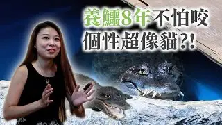 最愛牠們個性像貓！鱷魚妹養8年不怕咬：抱起來超涼爽｜@crocosashimi｜酢漿草的超能力 EP47