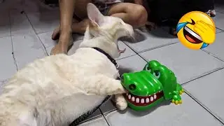 Cats Who Don’t Care At All |😼🐶Try Not To Laugh😜|