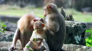 Playful Baby Monkey Tries to Get Mom&rsquo;s Attention During Mealtime