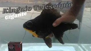 KINGUIO TELESCÓPIO GIGANTE