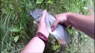 Isca de pesca Meridith Easy