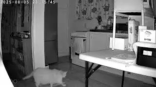 Cat's enjoying Petkit eversweet max Water Fountain 