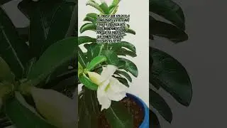 #naturezabrasil