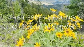 The Deeper Healing of Oregon Sunflower/Nature&rsquo;s Medicine 🌿