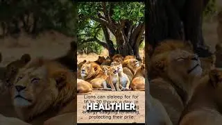 5 Amazing Facts About Lions 🦁 | Animal Academy#facts #animals #wildlife #wildanimals #curiosity