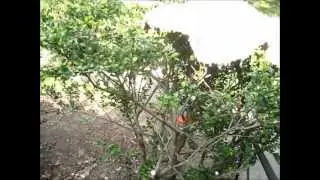 Extreme Rejuvenation Pruning of overgrown shrubs