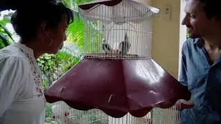 Cacatillo