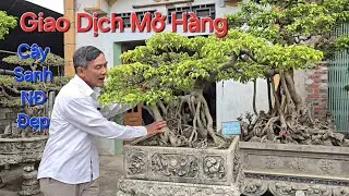 Bonsai ĐỨC HUY MỞ HÀNG cho NV KIỂN CHI Cây Sanh NĐ Nghệ Thuật .