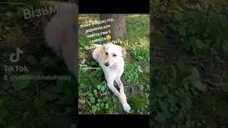 Need family🙏 #doglovers #helpdog #puppy #ukraine #helpanimal #україна #dogs #помощьсобаке #needhelp