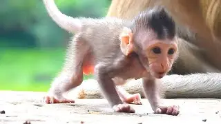Mother Monkey Cruella Gently Teaches Her Baby How to Eat
