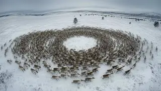Самое странное поведение животных