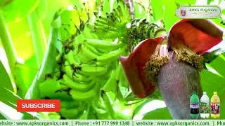 Our Online Banana Farmer Mr. Balaji Shares His Amazing Results!
