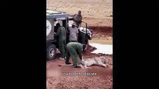😢 Heartbreaking Scene! The King of the Grassland Starves to Death in the Wild