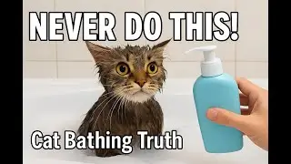 Should You Ever Bathe Your Cat? The Surprising Truth Revealed.