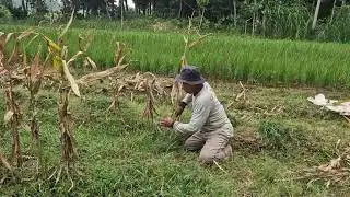 WATCH VILLAGE FARMERS USE SUPER SHARP TOOLS TO CLEAR CORN FIELDS AND WEEDS! -Agriculture Farming